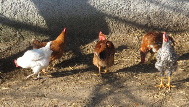 outdoor hens